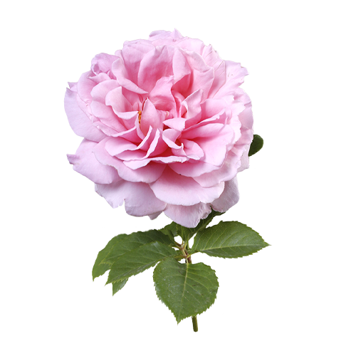 Estratto di rosa centifolia